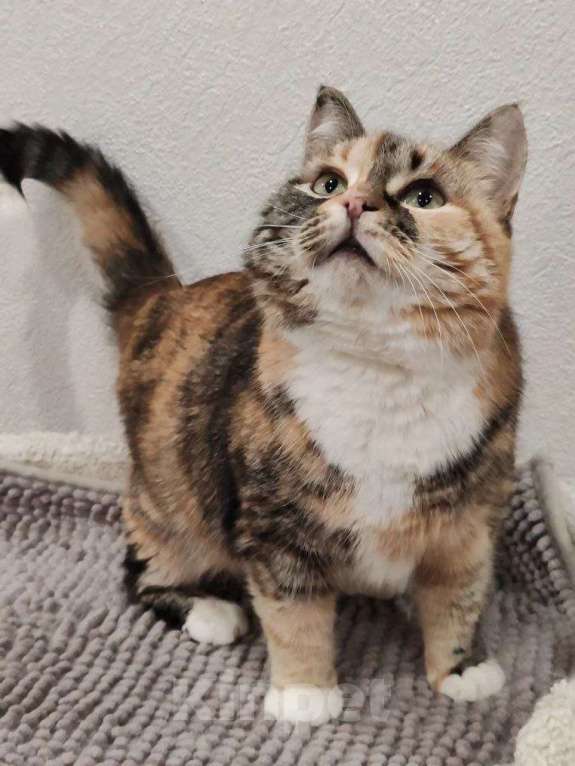 Кошки в Москве: Мелисса - ваша идеальная домашняя булочка Девочка, Бесплатно - фото 3