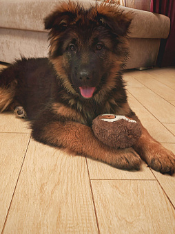 Длинношерстная сука щенок