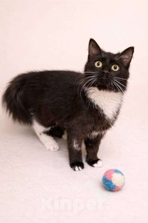 Кошки в Москве: Котенок Гвоздика ищет дом Девочка, Бесплатно - фото 4