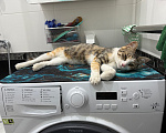 Кошки в Комсомольске-На-Амуре: Отдам замурчательную кошку в добрые руки Девочка, Бесплатно - фото 1