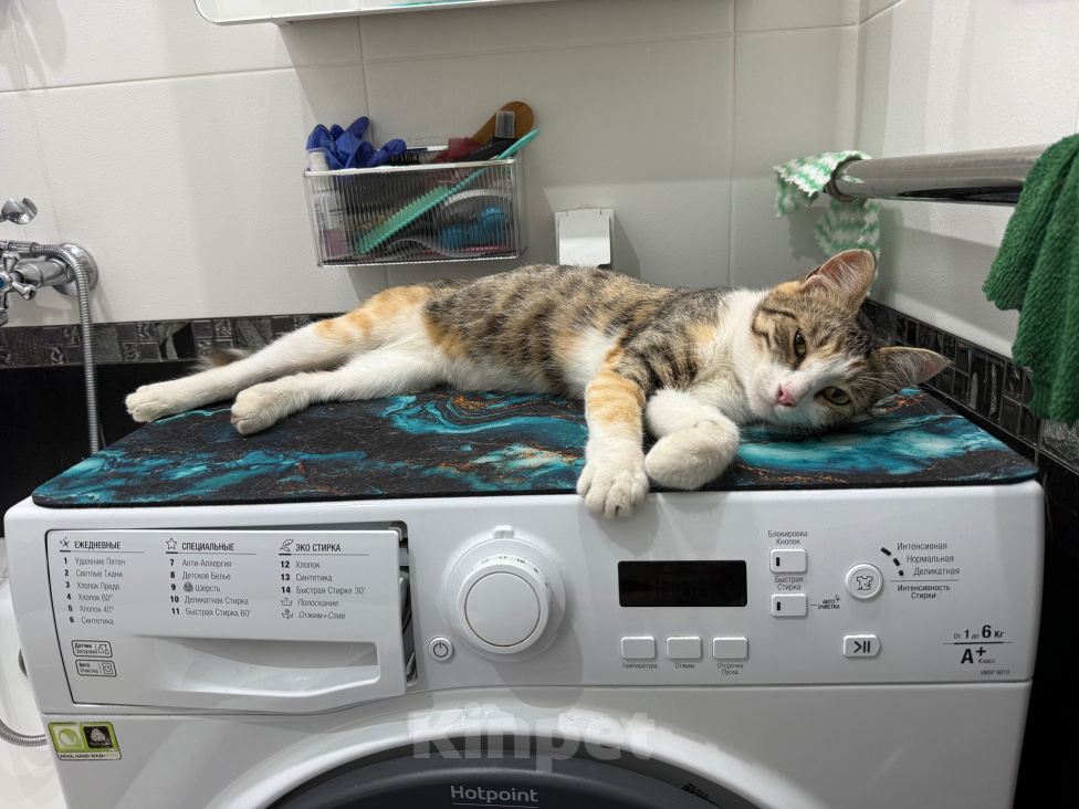 Кошки в Комсомольске-На-Амуре: Отдам замурчательную кошку в добрые руки Девочка, Бесплатно - фото 1