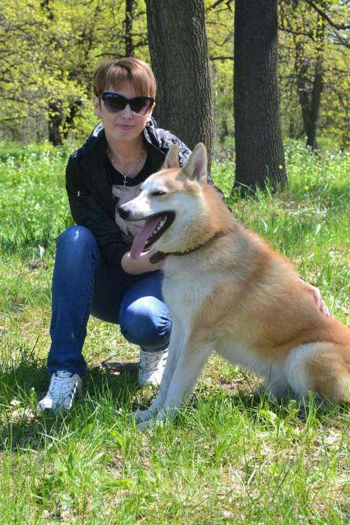 Собаки в Волгограде: Лайка ЗС вязка, 100 руб. - фото 1