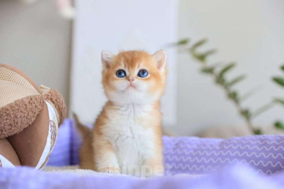 Кошки в Москве: Британский котёнок Оскар Мальчик, 130 000 руб. - фото 10