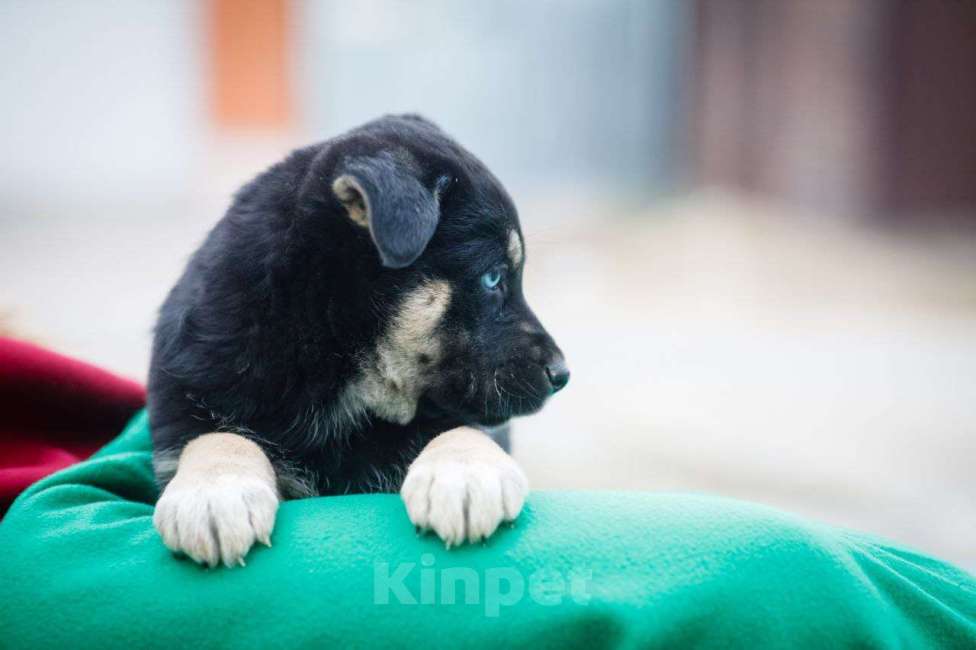 Собаки в Москве: Маленький щенок в добрые руки Девочка, Бесплатно - фото 2