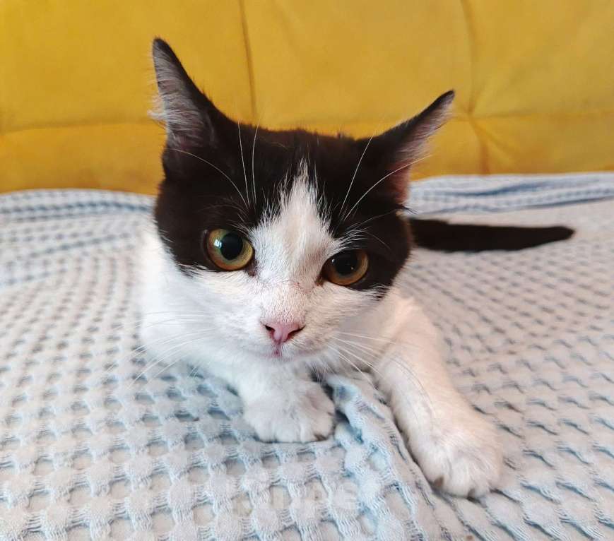 Кошки в Москве: Ласковая красоточка Луна в поисках своей семьи  Девочка, Бесплатно - фото 8