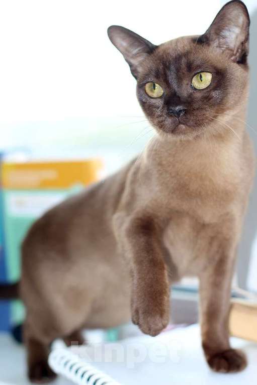 Кошки в Москве:  Бурма соболиная кошечка  Девочка, 40 000 руб. - фото 2