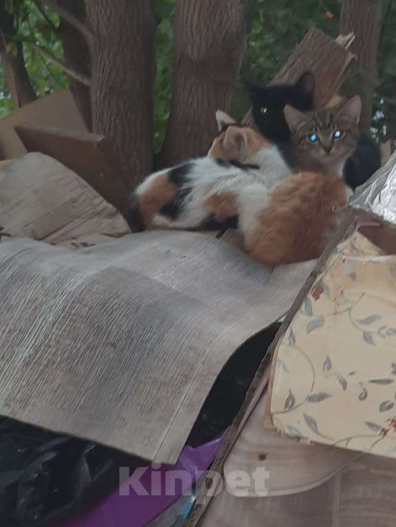 Кошки в Екатеринбурге: Трехцветная кошечка Девочка, 10 руб. - фото 2