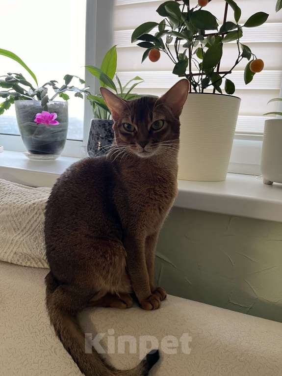 Кошки в Москве: Марсель Мальчик, 55 000 руб. - фото 1