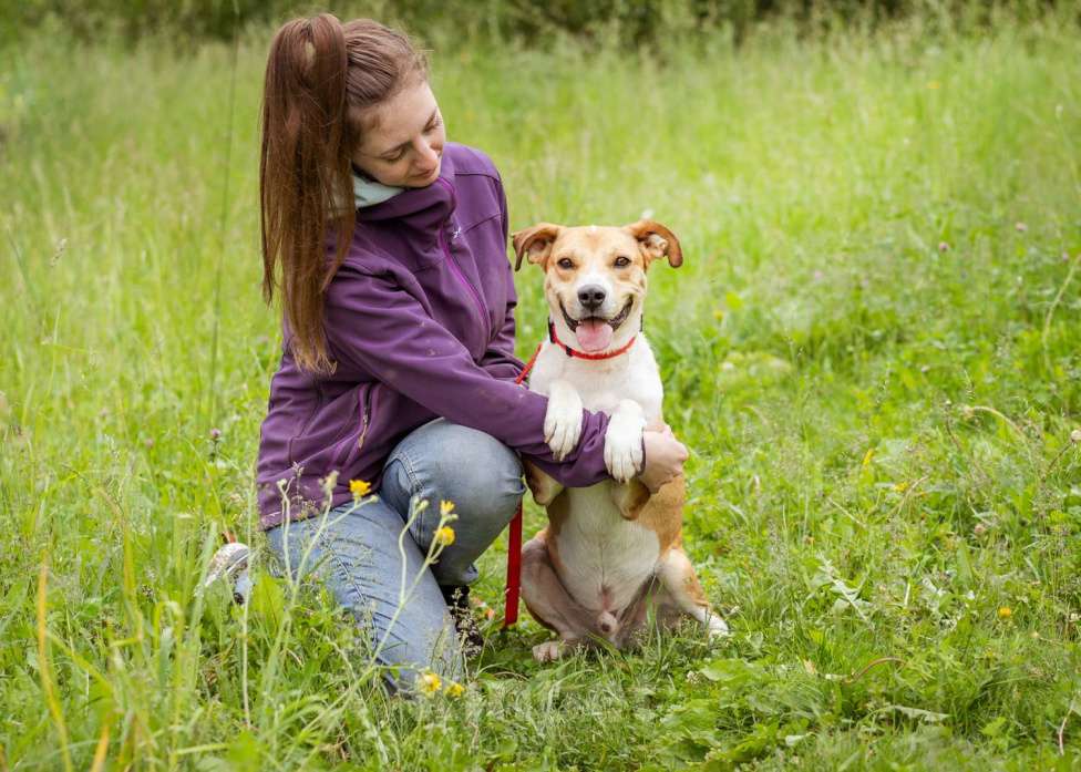 Собаки в Москве: Небольшой, домашний пёсик в писках своей семьи Мальчик, Бесплатно - фото 2