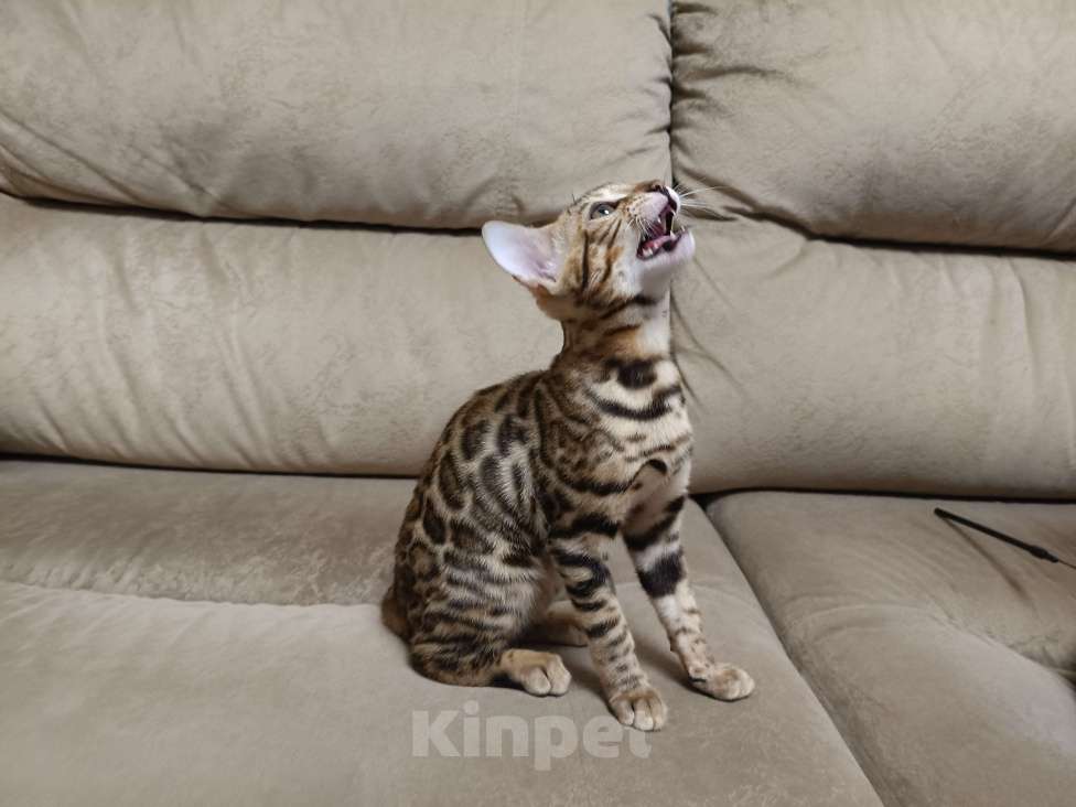 Кошки в Москве: Великолепный котенок ищет новый дом. Девочка, 30 000 руб. - фото 4