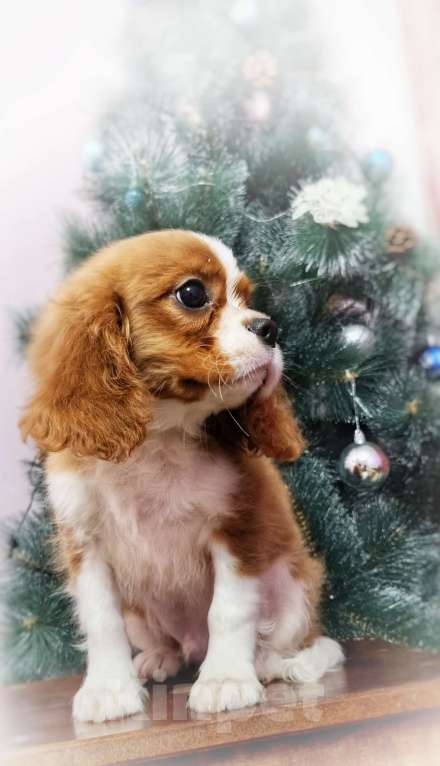 Собаки в Москве: Мальчуганы  Мальчик, 80 000 руб. - фото 2