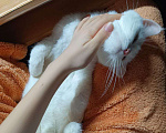 Кошки в Казани: Отдам кошку в хорошие руки Девочка, Бесплатно - фото 4