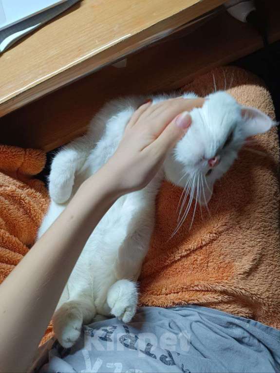 Кошки в Казани: Отдам кошку в хорошие руки Девочка, Бесплатно - фото 4