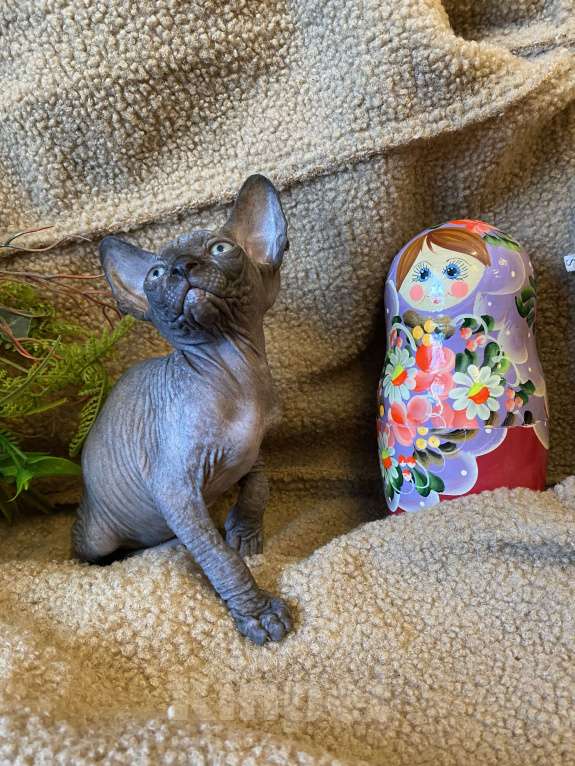 Кошки в Москве: Суперская кошечка канадочка Девочка, 35 000 руб. - фото 2