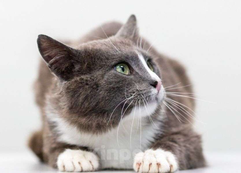 Кошки в Москве: Кот Амур в добрые руки  Мальчик, Бесплатно - фото 3