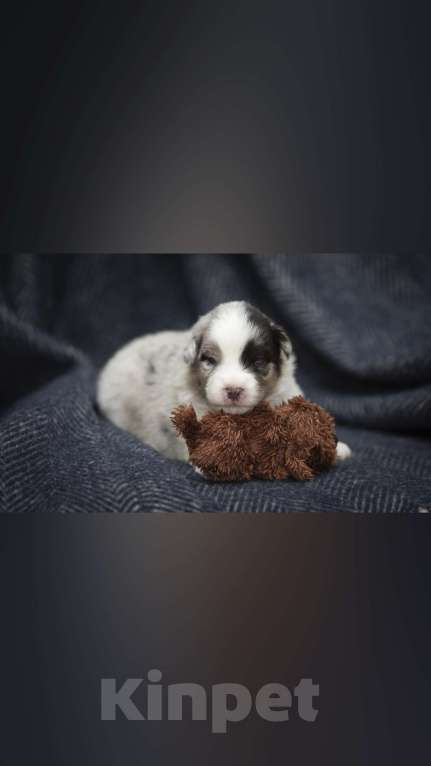 Собаки в Воронеже: Австралийская овчарка щенок мальчик Мальчик, 80 000 руб. - фото 1