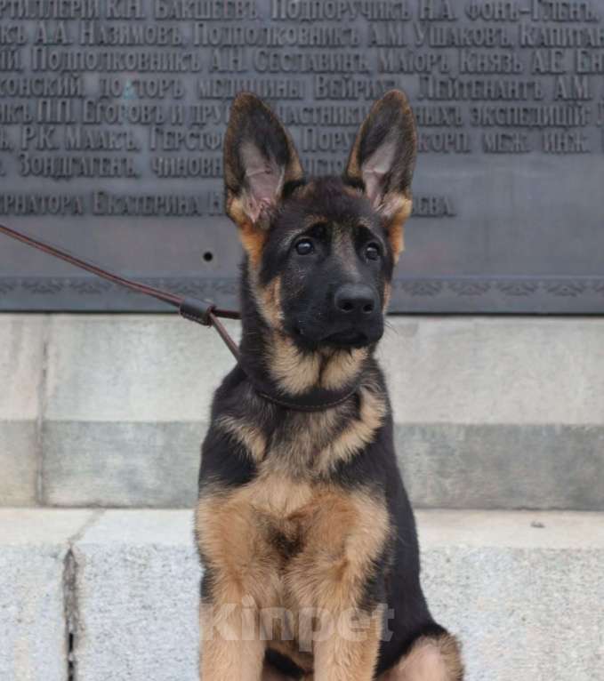 Собаки в Хабаровске: Щенок немецкой овчарки ДЕВОЧКА Девочка, 45 000 руб. - фото 1