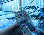 Кошки в Москве: котик и кошечка в добрые руки Мальчик, Бесплатно - фото 8