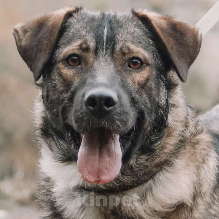 Собаки в Москве: Портос Мальчик, Бесплатно - фото 1