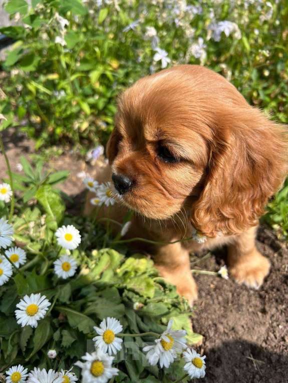 Собаки в Можге: Щенки Кавалер кинг чарльз спаниель  Девочка, 65 000 руб. - фото 6
