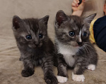 Кошки в Подольске: Котенок мальчик серый  Мальчик, Бесплатно - фото 1