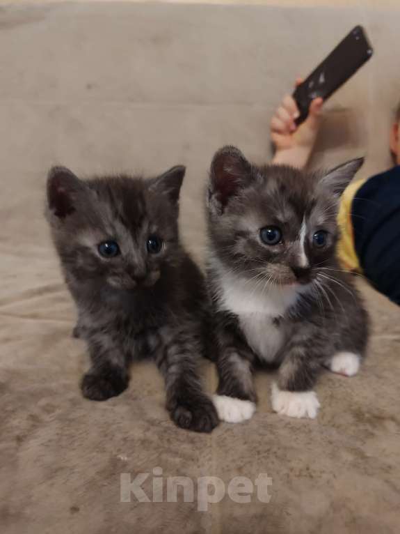 Кошки в Подольске: Котенок мальчик серый  Мальчик, Бесплатно - фото 1