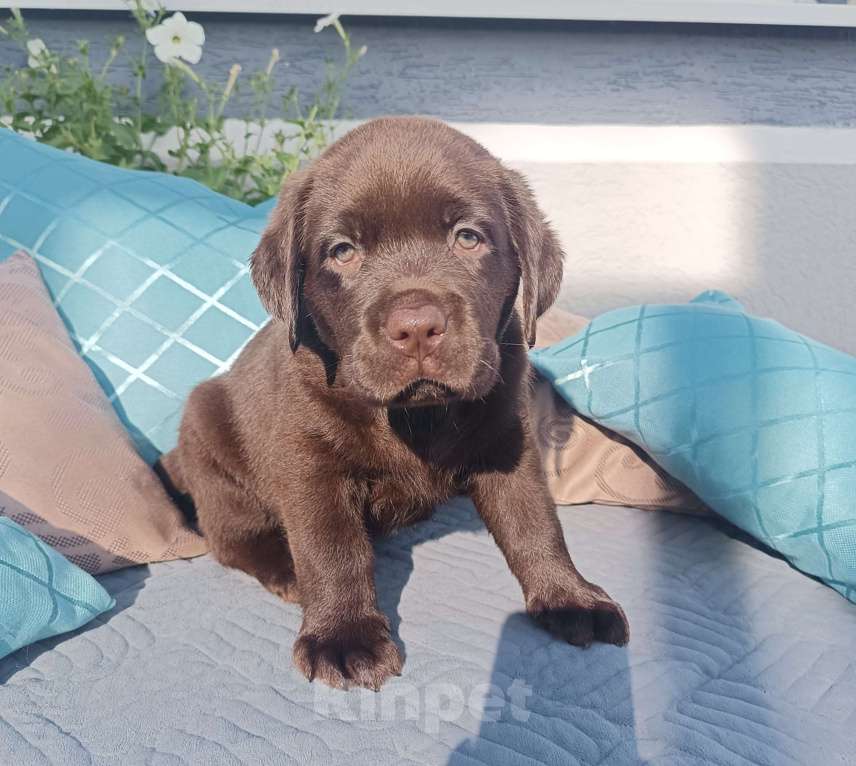 Собаки в других городах Краснодарского края: Рассел лунный камень от пары чемпионов 🏆 Мальчик, Бесплатно - фото 4