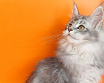 Кошки в Новосибирске: Продам котенка породы мейн-кун!  Девочка, Бесплатно - фото 3