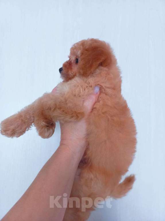 Собаки в Москве: Продам крпсавицу девочку той-пуделя Девочка, 85 000 руб. - фото 2