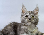 Кошки в Москве: Котенок мейн кун Девочка, Бесплатно - фото 3