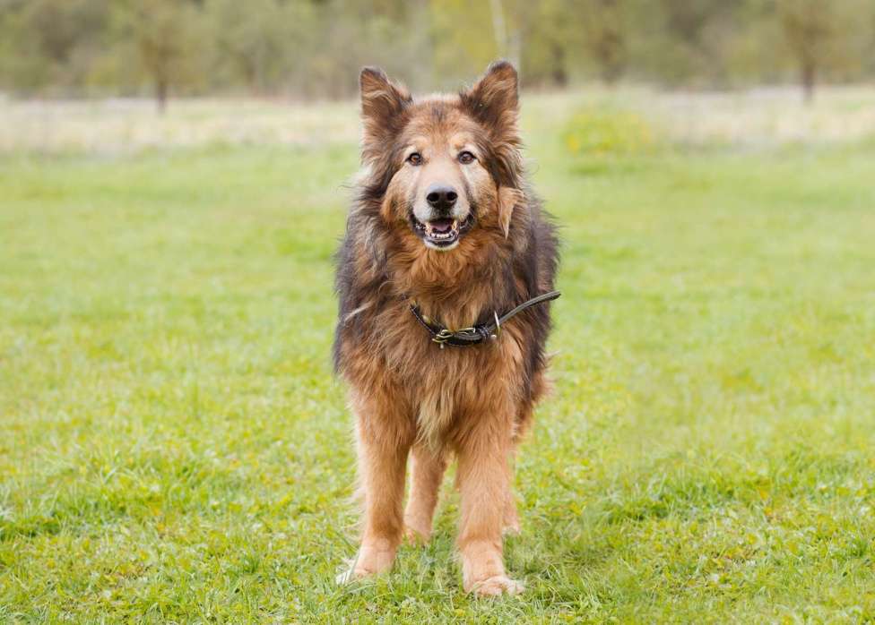 Собаки в Москве: Собака из приюта в добрые руки! Мальчик, Бесплатно - фото 6