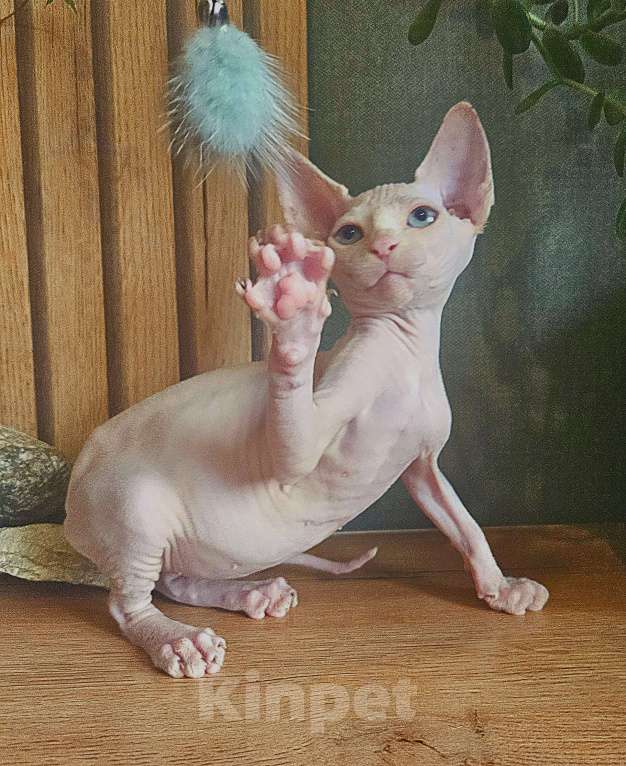 Кошки в Москве: Канадский сфинкс Девочка, 25 000 руб. - фото 3