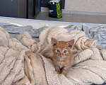 Кошки в Москве: Котенок девочка Девочка, Бесплатно - фото 3