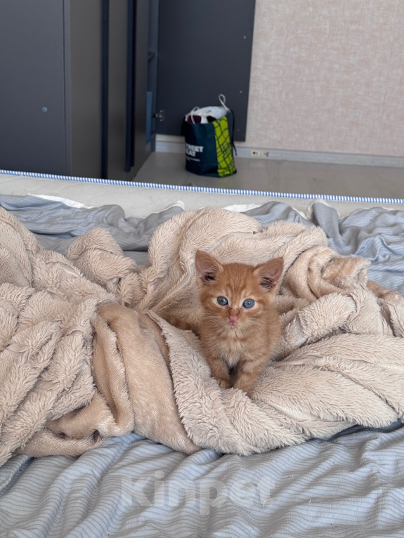 Кошки в Москве: Котенок девочка Девочка, Бесплатно - фото 3