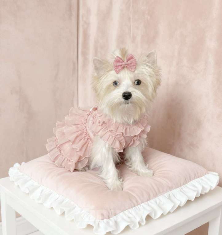 Собаки в Москве: Белый йорк с голубыми глазами девочка Девочка, 130 000 руб. - фото 5