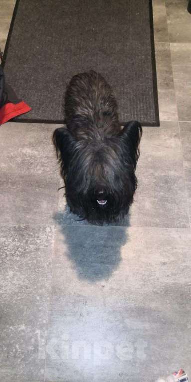 Собаки в Люберцах: Скайтерьер в добрые руки Мальчик, 50 руб. - фото 2