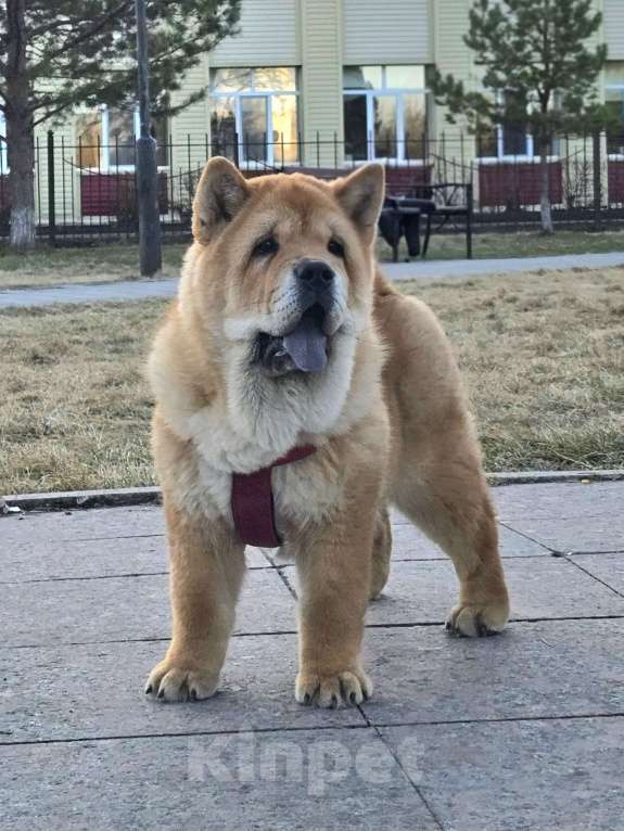 Собаки в Тюмени: Смуф-кобель Мальчик, Бесплатно - фото 2