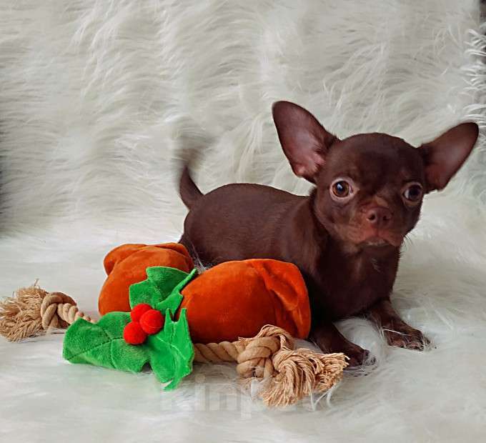 Собаки в Санкт-Петербурге: шоколадный мальчик 5 мес мелкий стандарт Мальчик, 27 000 руб. - фото 7