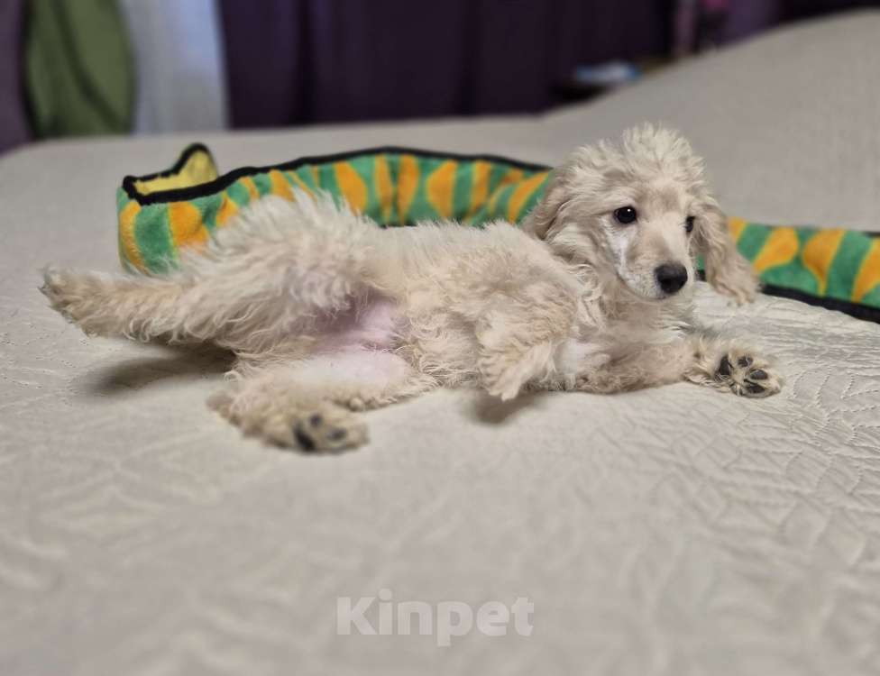 Собаки в Москве: Парень той пудель абриков Мальчик, 45 000 руб. - фото 1