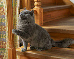 Кошки в Москве: Шикарный Дымок - метис нибелунга (1,5 г.) в дар Мальчик, Бесплатно - фото 5