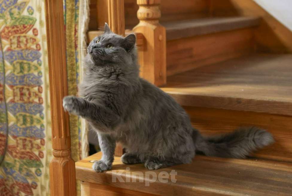 Кошки в Москве: Шикарный Дымок - метис нибелунга (1,5 г.) в дар Мальчик, Бесплатно - фото 5