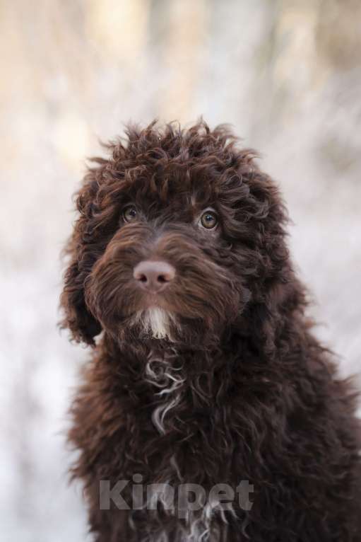 Собаки в Санкт-Петербурге: ИСПАНСКАЯ ВОДЯНАЯ ШОКОЛАД Мальчик, 200 000 руб. - фото 1