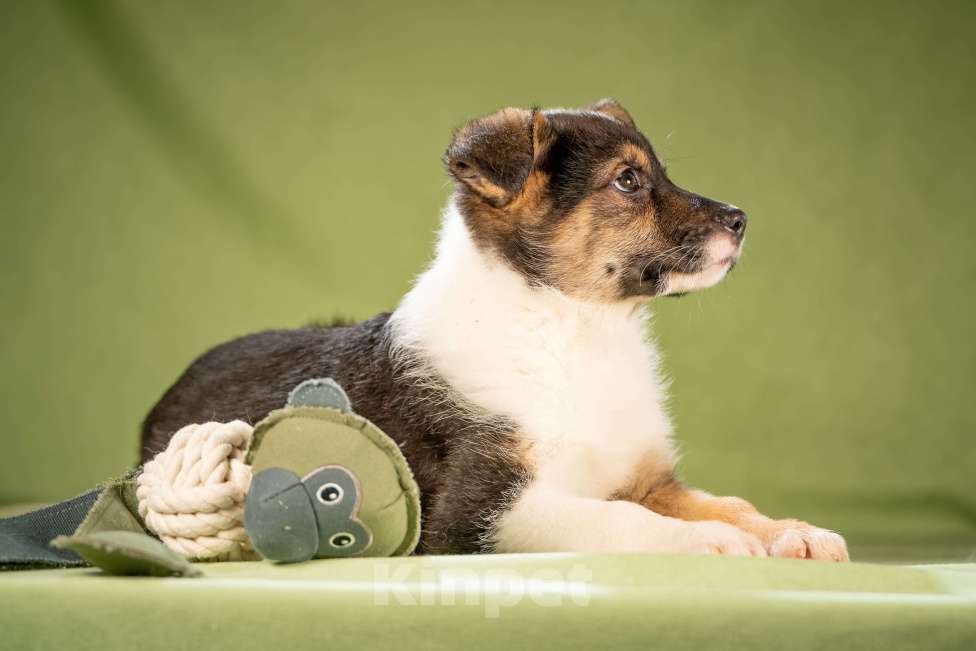 Собаки в Клине: Кокос - ласковый щенок Мальчик, Бесплатно - фото 10