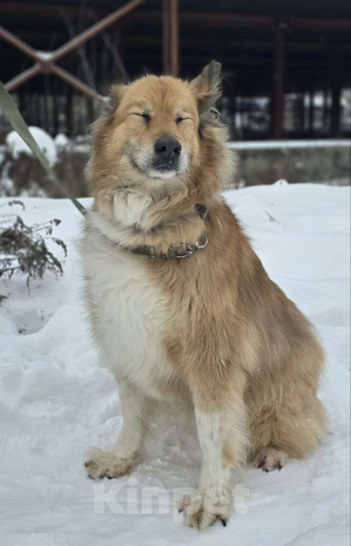 Собаки в Королеве: Пушистая и умная Лесси ищет дом Девочка, Бесплатно - фото 8