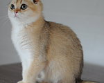 Кошки в Бахчисарае: Шотландская кошечка в разведение  Девочка, 75 000 руб. - фото 2