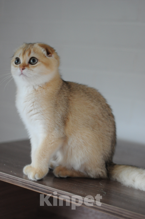 Кошки в Бахчисарае: Шотландская кошечка в разведение  Девочка, 75 000 руб. - фото 2