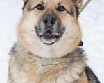Собаки в Москве: Дружище Тобик! Отличный пес ищет дом Мальчик, Бесплатно - фото 5