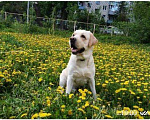 Собаки в Пензе: Вязка с шикарным лабрадором, Бесплатно - фото 1