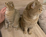 Кошки в Химках: Вязка с красивым шотландцем❤️, 2 000 руб. - фото 6