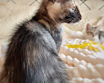 Кошки в Москве: Две очаровательные трехцветные кошечки ищут своего человека! Девочка, 1 руб. - фото 3